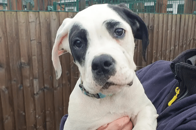 Ryan is a 14-week-old puppy who is already an absolute whopper and looking for his first home. As he is still so young, he will need full basic training and an enclosed garden to help with his house training. He is young enough to potentially live with cats or other well-rounded adult dogs, and would suit a family with secondary school-aged children who are comfortable with very large, bouncy dogs.