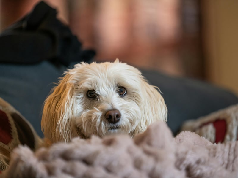  Named after Cuba's capital city, the Havanese are born to live in the city. They only need moderate exercise and are otherwise happy to just explore your home. They're also not big barkers, but shouldn't be left alone for more than 3-4 hours. 