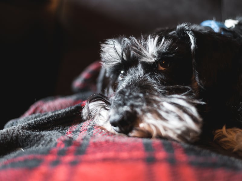 Smart and adaptable, Miniature Schnauzers do well in city flats as long as you have time to exercise them daily. They’re alert without being overly noisy and bond closely with owners.