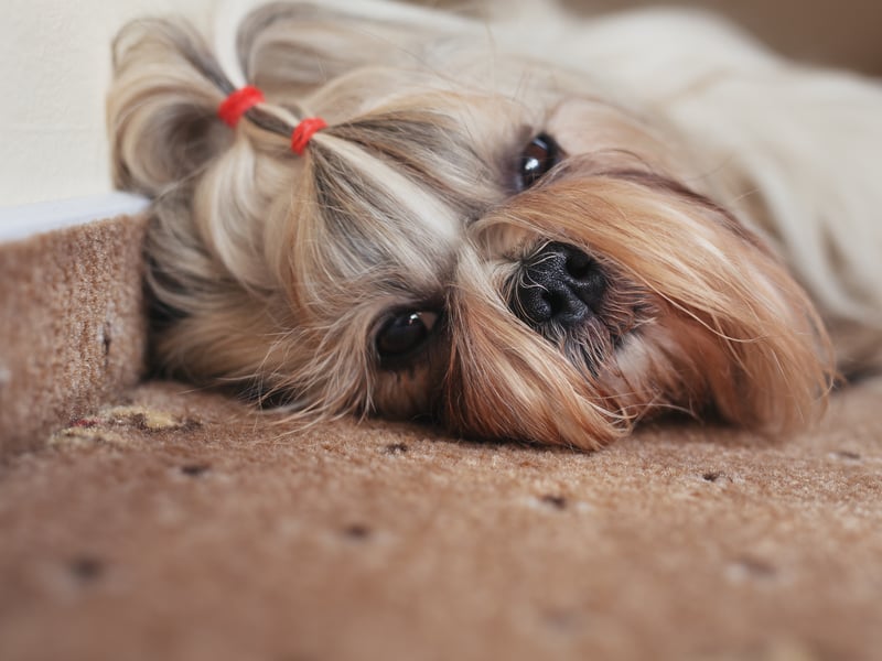 Small, quiet, calm and loving, the Shih Tzu was originally bred to live in Chinese palaces, so need relatively little time outdoors and are perfectly content living in a flat.