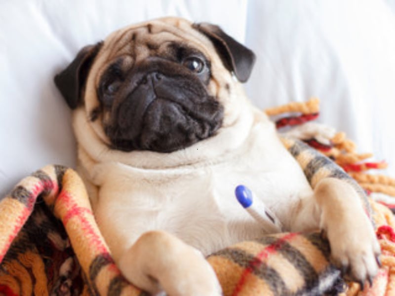 The tiny pug is perfectly happy living in a flat. A couple of moderate walks a day will keep them exercised and then they'll be happy napping on the couch.