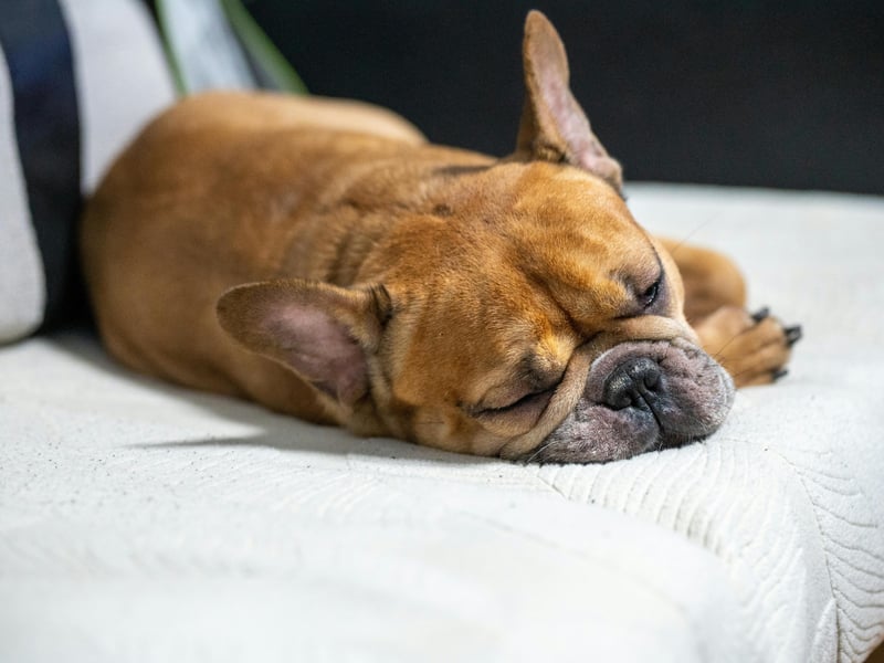 The French Bulldog is currently the second most popular dog in the UK and is perfect for flat dwellers. They require little exercise, love being in close quarters with their owners and bark very little. 