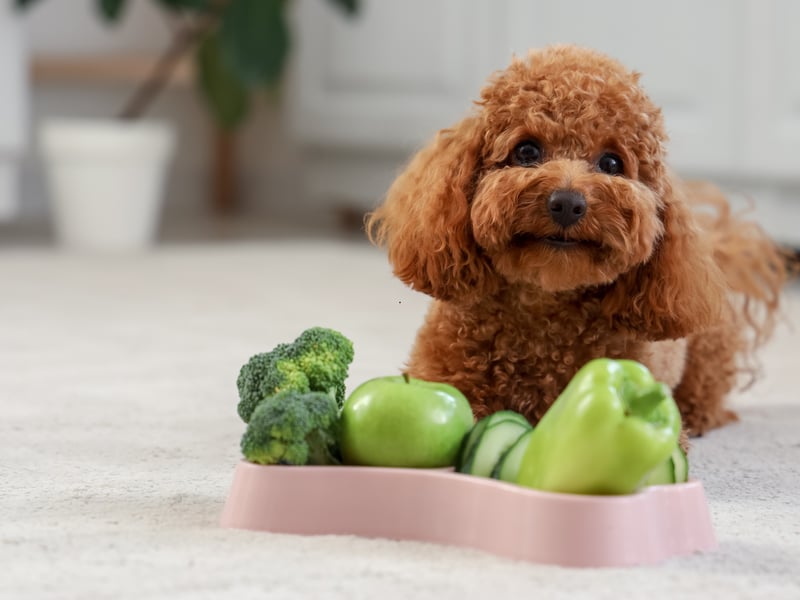 Highly intelligent and compact, Toy Poodles suit apartment living well. They’re easy to train, low-shedding, and content with mental stimulation and walks. If you have a larger flat then you might even want to upsize to a Miniature Poodle.