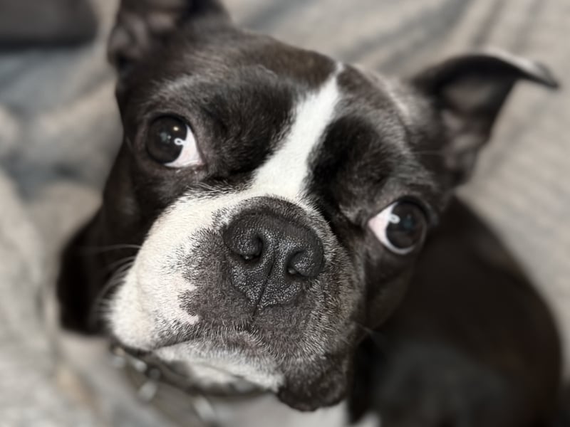 Friendly and well-mannered, Boston Terriers are compact and low-maintenance. They enjoy playtime but are relaxed indoors and generally good with neighbours.