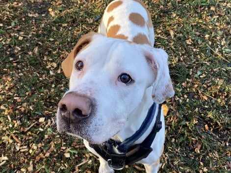 Marmaduke, an American bulldog cross, is looking for his forever home.