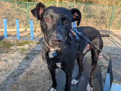 Quincy is a four-year-old lurcher who has been described as an "amazing dog has a lot of love to give".