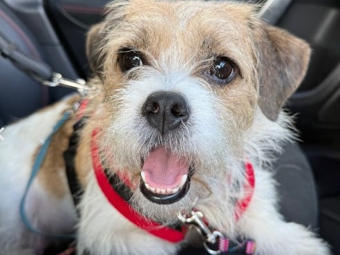 Celia-Mae hasn't had the best start to life and she arrived at The Stubbington Ark from a multi-dog household with her three new born puppies.
The two-year-old has been described as a "sweet natured" pooch.