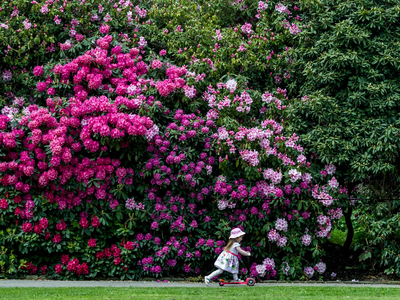 May 2016 and a magnificent wall of colour from the Rhododendrons greeted visitors. Pictured is three-year-old Freya Hardisty riding on her scooter pass the show.