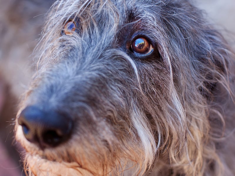 The Scottish Deerhound is a calm and elegant breed that will only bark to alert you to something.