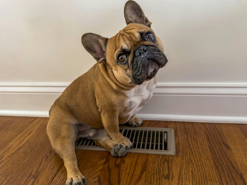 The French Bulldog is the second most popular dog in the UK (behind the significantly noisier Labrador Retriever). It is a particularly good choice for those living in flats, since they rarely bark and don't need a huge amount of room.