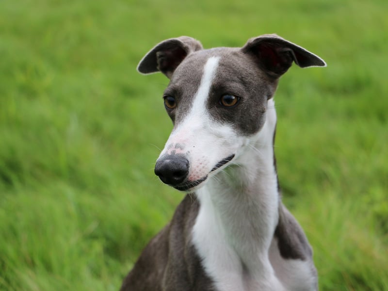 Whippets may be super-fast and incredibly loving but they are also surprisingly lazy and make very bad guard dogs - they'd be unlikely to make a peep even if your house was being broken into.