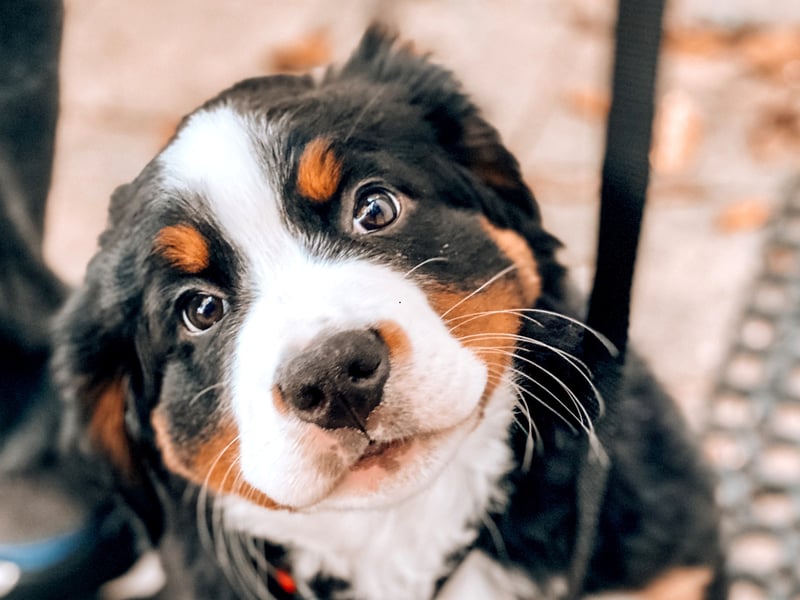 Not only are Bernese Mountain Dogs absolutely gorgeous, they are also fiercely loyal and tend to only bark when a family member is at risk, or another good reason.