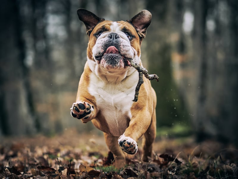 Bulldogs are one of the quietest breeds out there, spending a good deal of their time napping. They are also very loving and are content in smaller homes.