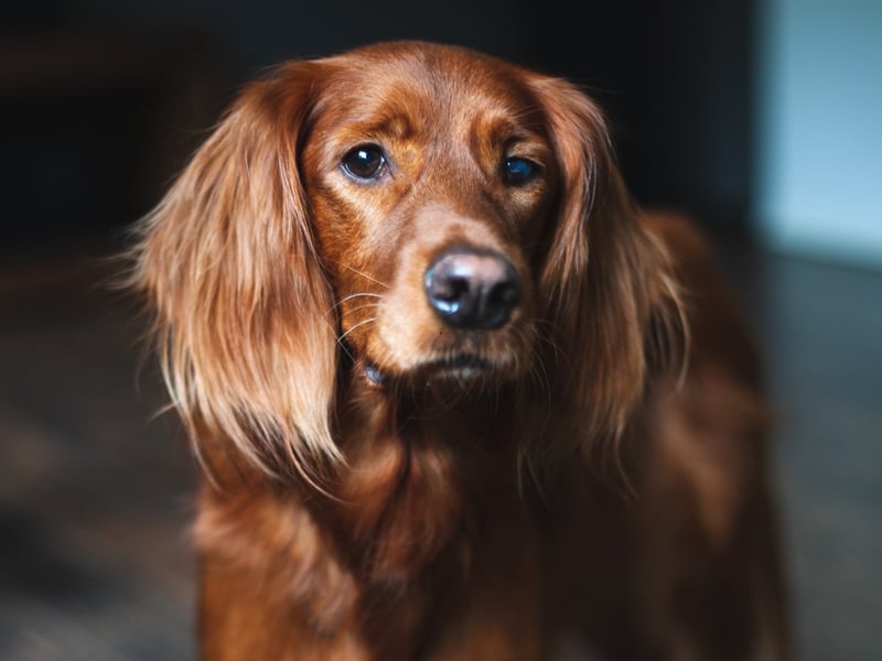 Irish Setters are energetic outdoors but generally not constant barkers. They prefer interaction and activity over vocalizing, typically barking only when excited or alerting their families.