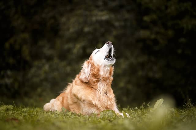 Some dogs just love to make a noise.