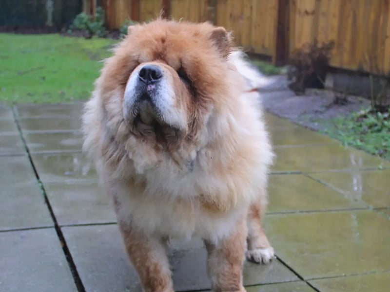 Freddie is a Chow Chow. Freddie is looking for a home where any children are over 14 and he can be the only dog. He is house trained and can be left for a couple of hours without worry. He is likely to need a few visits paying to him before he goes home. He is going to require entropion surgery on all his eyelids in the near future.