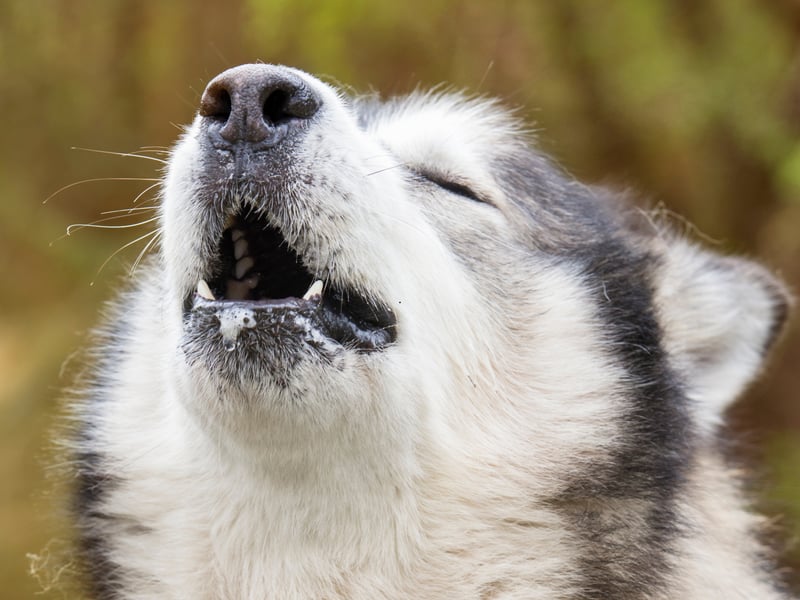 These dogs are similar to Huskies and howl frequently, often to express their emotions or when they feel isolated. Their howling is a way to communicate over distances, like their fairly close wolf ancestors.