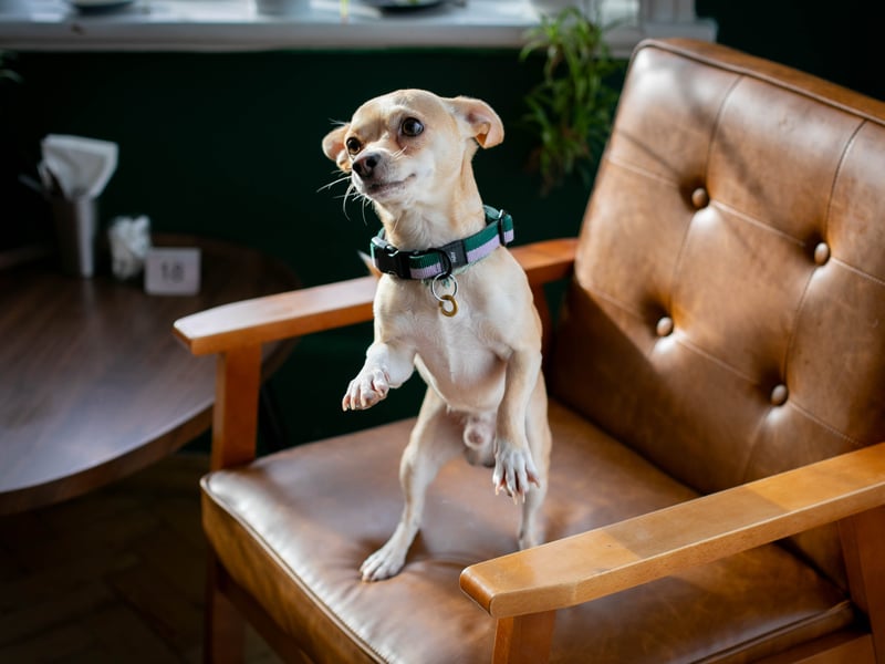 Puppy love at the Club House Southsea hosted by Love Southsea and the Club House ahead of Valentines Day where single pups met up. 


Pictured: Pablo the Chihuahua looking for love


Picture: Habibur Rahman