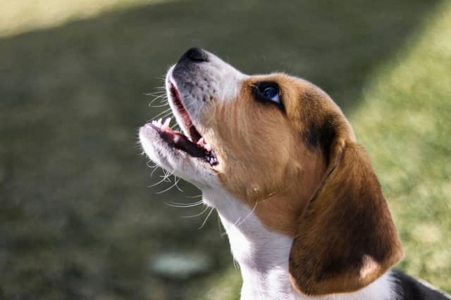 Some dog breeds are naturally more vocal than others.