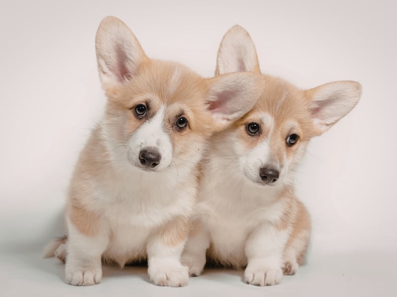 While it's true that some Corgis don't bark, it's a fairly common trait with both breeds - the Pembroke Welsh Corgi and the Cardigan Welsh Corgi. Their vocal nature comes from their history of being bred to herd cattle and sheep.
