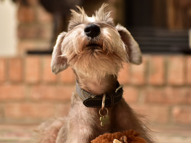 Terriers in general tend to be quite vocal, and the adorable Miniature Schnauzer is no exception. It's possible to train them to be quiet but they naturally bark at the slightest noise.