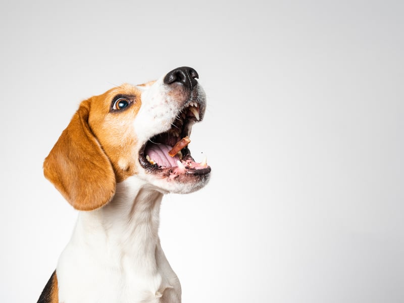 Another dog bred to bark is the Beagle - whose ability to communicate an interesting scent proved invaluable at a fox hunt. Beagles have two distinct types of bark - one to alert you to everyday incidents and a long, loud yowl reserved for more special occasions.