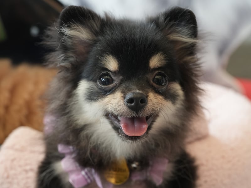 A big dog in a small dog's body, it's not unusual for a Chihuahua to bark pretty much continuously - often for no other reason than they are bored.