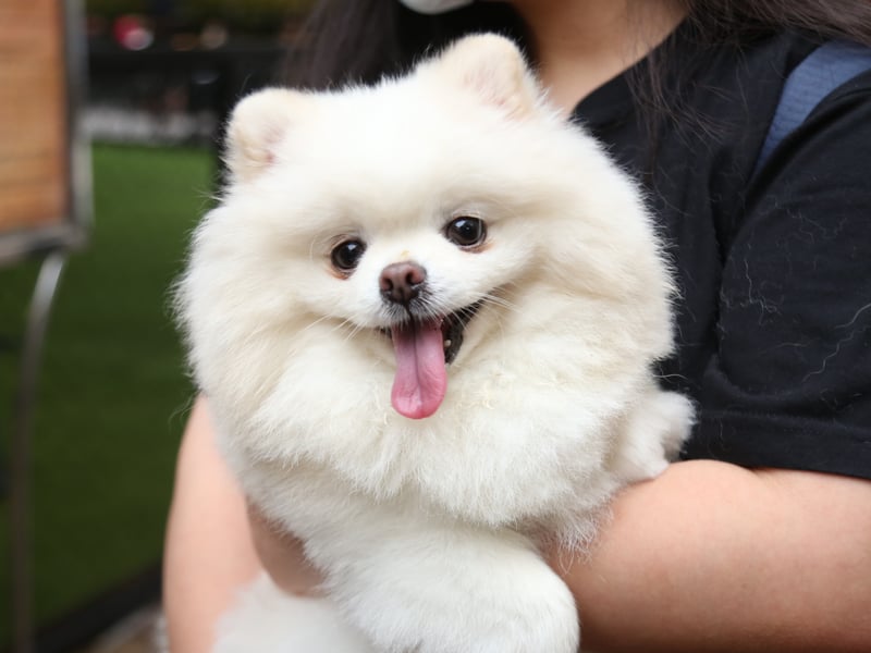 Owners of Pomeranians are often amazed at the sheer volume of noise that can come out of such a small dog. Once a Pomeranian starts barking it often doesn't know when to stop.