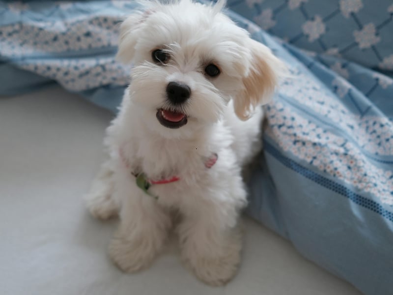 The Maltese makes a great guard dog, instantly barking when they hear an intruder. Unfortunately they often take the smallest of noises to be a threat, the merest rustle of falling leaves enough to provoke a late night volley of barks.