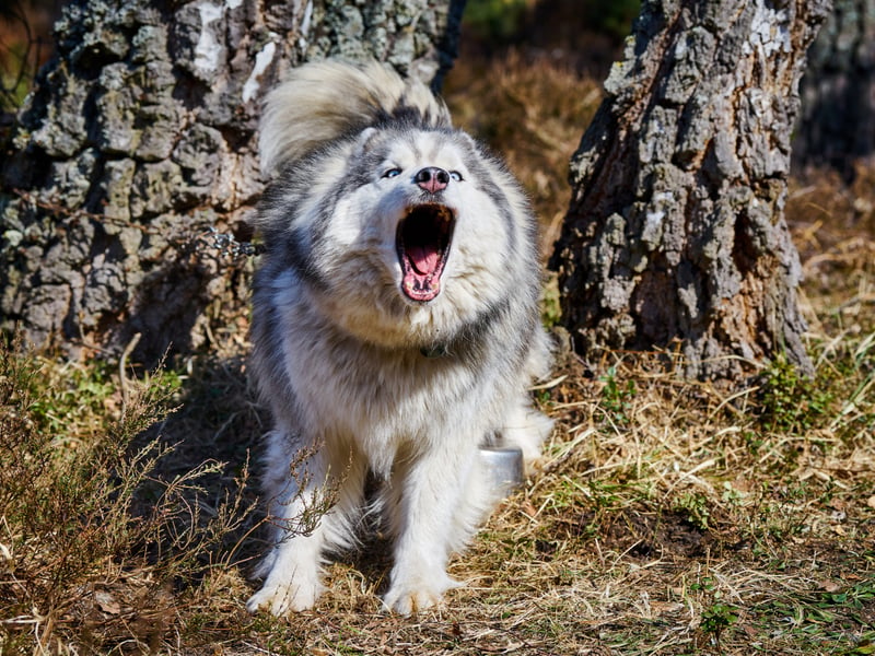 Full of energy, the Siberian Husky tends to bark to get attention and let you know they'd like to play a game. Get two or more of this breed together and you can expect howling as well as barking as they enjoy noisily communicating with each other.