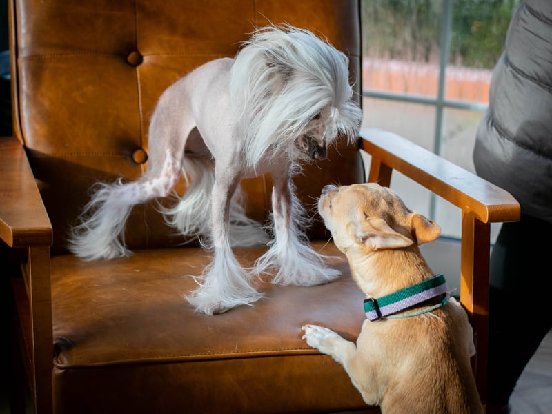 Puppy love at the Club House Southsea hosted by Love Southsea and the Club House ahead of Valentines Day where single pups met up. 


Pictured: Maggie, Chinese Crested dog meets Pablo


Picture: Habibur Rahman