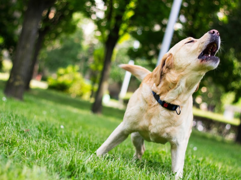The UK's most popular dog breed, many people don't think of Labradors as dogs that bark alot. They get bored easily though, and if they aren't given regular exercise they can become seriously noisy.