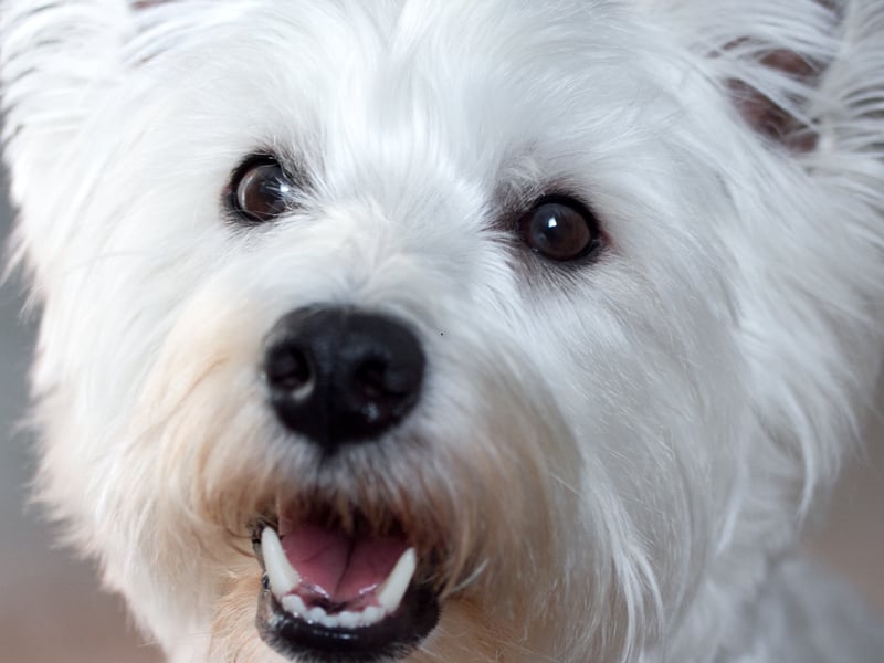 Better known as Westies, the West Highland White Terrier is a breed than just loves telling you about things - a new sound, smell or sight will all be urgently relayed to you with a series of barks.