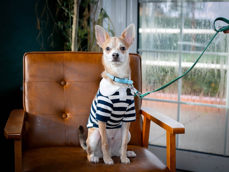 Puppy love at the Club House Southsea hosted by Love Southsea and the Club House ahead of Valentines Day where single pups met up. 


Pictured: Pepe the Chihuahua


Picture: Habibur Rahman