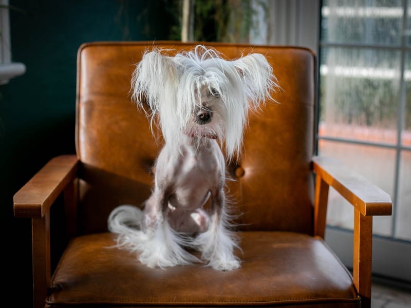 Puppy love at the Club House Southsea hosted by Love Southsea and the Club House ahead of Valentines Day where single pups met up. 


Pictured: Maggie, Chinese Crested dog


Picture: Habibur Rahman