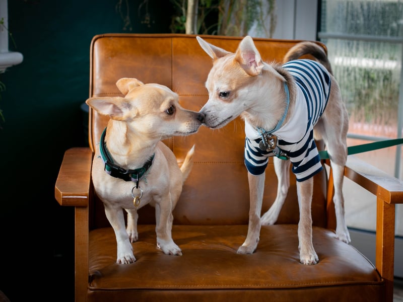 Puppy love at the Club House Southsea hosted by Love Southsea and the Club House ahead of Valentines Day where single pups had a meet and greet. 


Pictured: Pablo and Pepe


Picture: Habibur Rahman