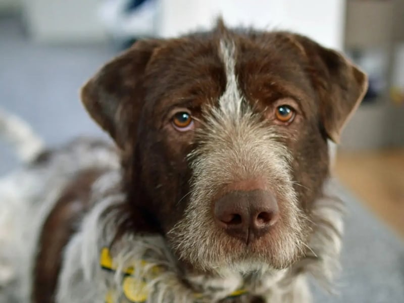 Rocco is a Pointer cross. Rocco can live with kids aged eight and over but will need to be the only pet at home as he is rather nervous around other dogs. He is house trained and will need time to settle and have his solo time built up gradually before being left alone. Rocco is on medication for ongoing issues with his skin and requires a special diet.