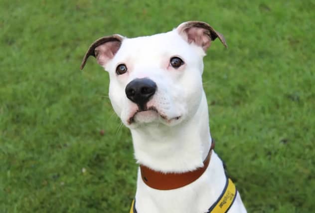 Dougie is a Whippet cross. Dougie needs to be the only dog at home although he can walk with others. He is fully house trained and can be left alone for a couple of hours once he's settled in.
