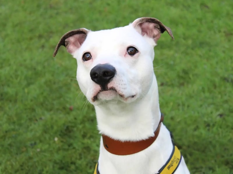 Dougie is a Whippet cross. Dougie needs to be the only dog at home although he can walk with others. He is fully house trained and can be left alone for a couple of hours once he's settled in.