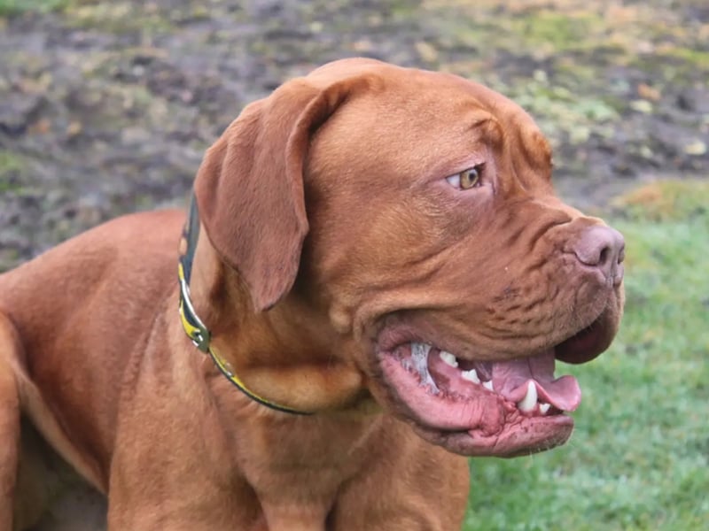 Ethel is a Dogue De Bordeaux puppy. Ethel is a nervous girl so any children in the home will need to be over 14, and she will need to be the only pet. Dogs Trust know nothing of her background so she may not be house trained or used to spending time alone.
