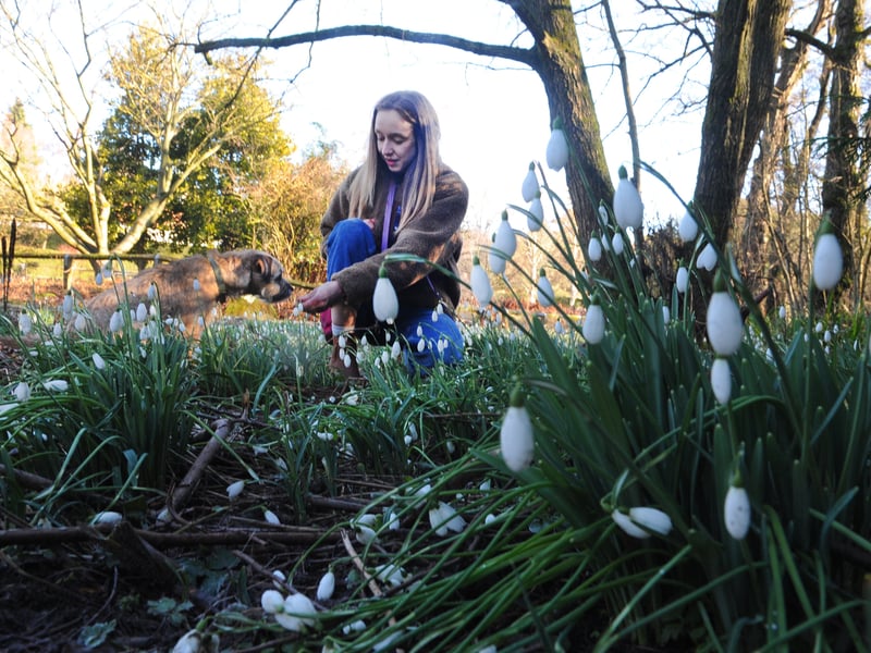 Olivia Early and her dog Ethel chill amongst the snowdrops in Golden Acre Park.