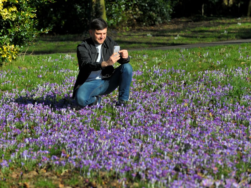Orien Hamilton takes photographs of the spring crocus in Roundhay Park.