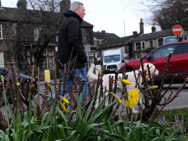 Daffodils out on Hall Lane in Horsforth.