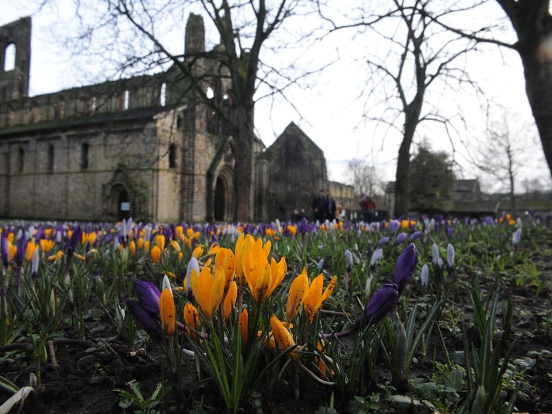 Snowdrops in bloom at Kirkstall Abbey.