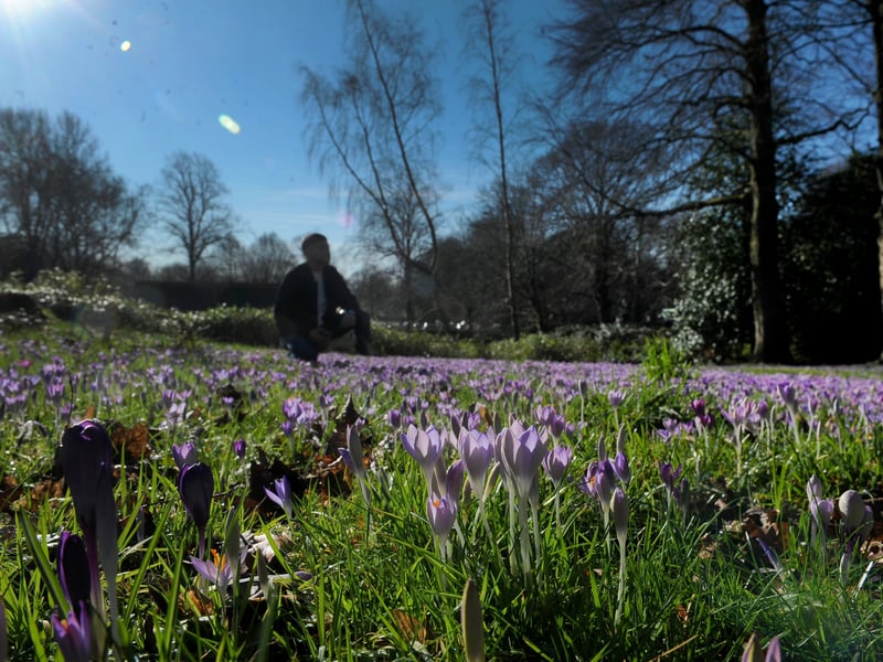 Crocus bloom in Roundhay Park.
