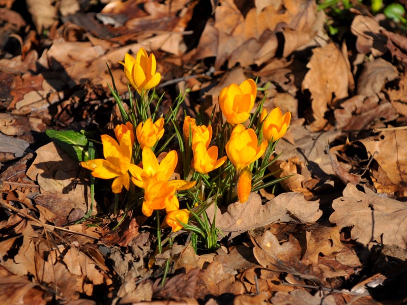 Crocuses in Roundhay Park.