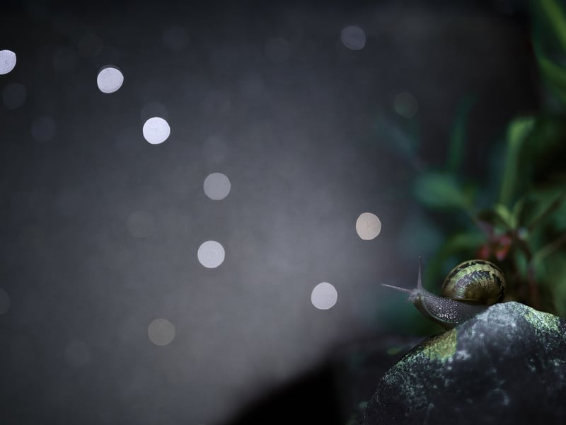 Snail Trail to the Stars by Richard Murray WINNER LIFE AT NIGHT