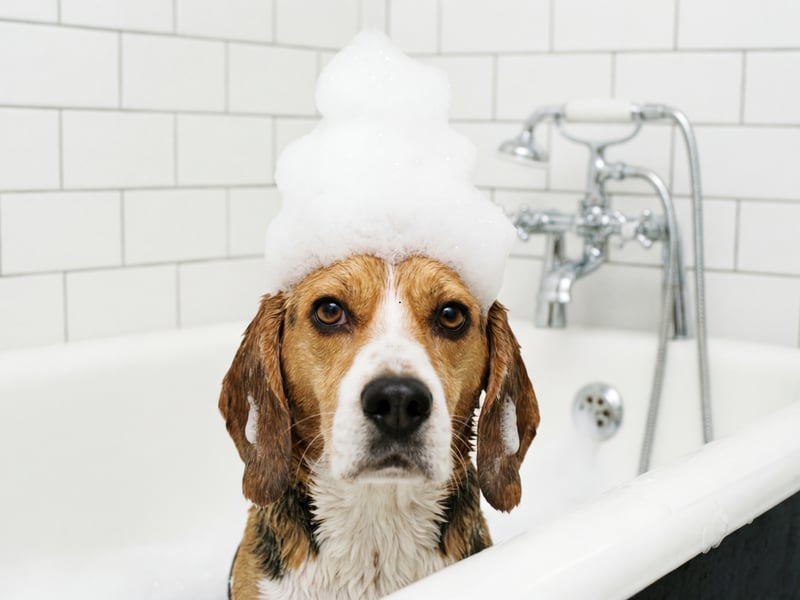 The Beagle naturally has a strong odor that helps them keep track of other pack members when on a hunt. Their oily, short coat is the main source of the smell.