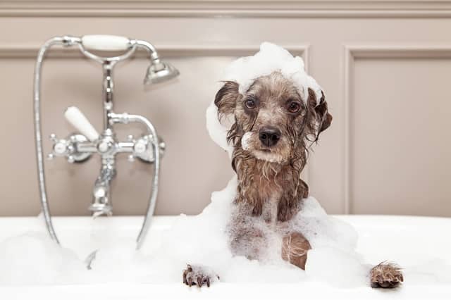 Some dogs are naturally a bit stinky.