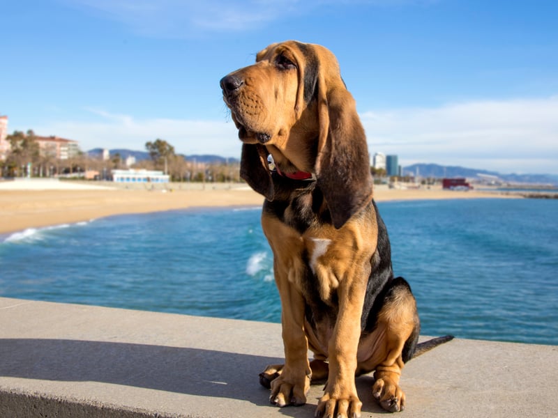 The combination of a naturally oily coat and plenty of loose, folded skin means that the Bloodhound is a fairly smelly breed - regular bathing can help but will never completely get rid of the doggy odour. They are also prone to ear infections that create other ripe smells.